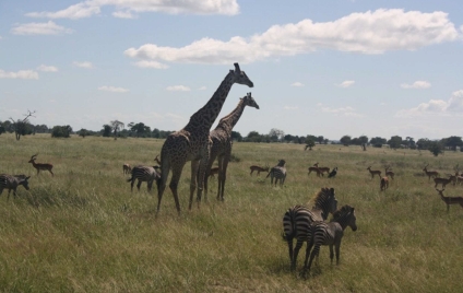Safari III