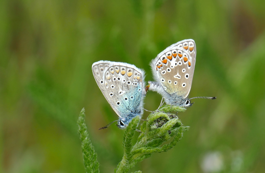 Hauhechelbläuling Polyommatus icarus bei der Paarung.